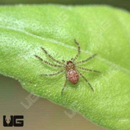 Cameroon Crab Spider (barylestis scutatus") for sale