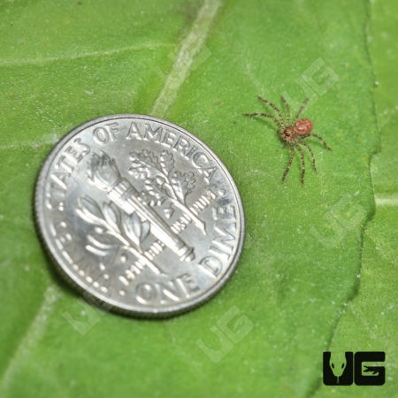 Cameroon Crab Spider (barylestis scutatus") for sale