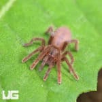 Cameroon Red Baboon Tarantula (Hysterocrates gigas) For Sale - Underground Reptiles