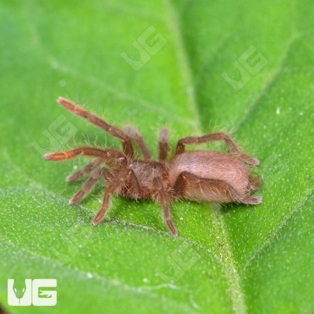 Cameroon Red Baboon Tarantula (Hysterocrates gigas) For Sale - Underground Reptiles