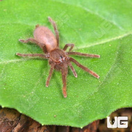 Cameroon Red Baboon Tarantula (Hysterocrates gigas) For Sale - Underground Reptiles