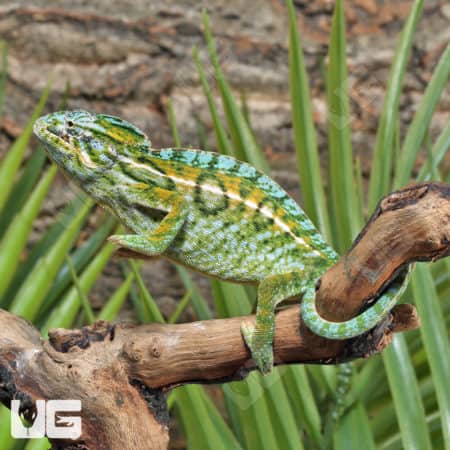 Carpet Chameleons (Furcifer lateralis) For Sale - Underground Reptiles