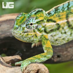 Carpet Chameleons (Furcifer lateralis) For Sale - Underground Reptiles