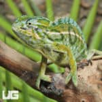 Carpet Chameleons (Furcifer lateralis) For Sale - Underground Reptiles