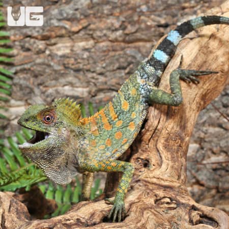 Borneo Forest Dragons (Gonocephalus bornensis) for sale