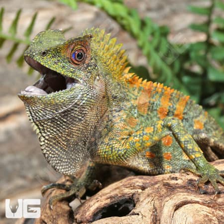 Borneo Forest Dragons (Gonocephalus bornensis) for sale