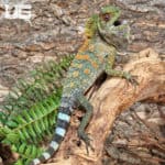 Borneo Forest Dragons (Gonocephalus bornensis) for sale