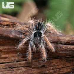 Colombian Giant RedLeg Tarantula (Megaphobema Robustum) For Sale - Underground Reptiles