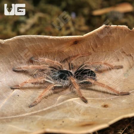 Colombian Giant RedLeg Tarantula (Megaphobema Robustum) For Sale - Underground Reptiles