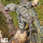 Dark Eye Tokay Gecko (Gekko gecko) For Sale - Underground Reptiles