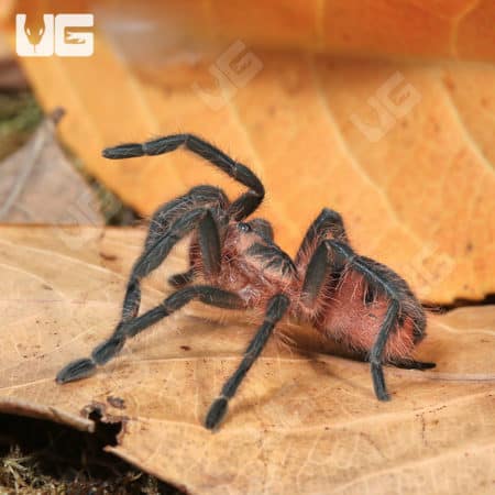 Duran Giant Birdeater Tarantula (Pamphobeteus sp Duran) for sale