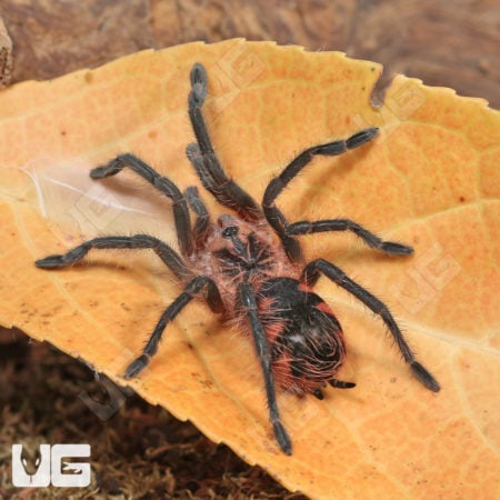 Duran Giant Birdeater Tarantula (Pamphobeteus sp Duran) for sale