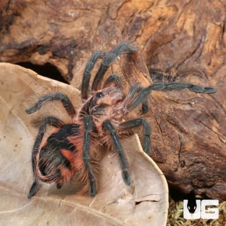 Duran Giant Birdeater Tarantula (Pamphobeteus sp Duran) for sale