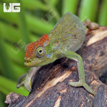 Dwarf Fischer's Chameleons (Kinyongia boehmei) for sale