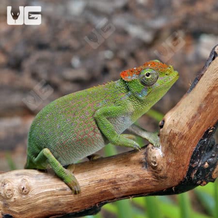 Dwarf Fischer's Chameleons (Kinyongia boehmei) for sale