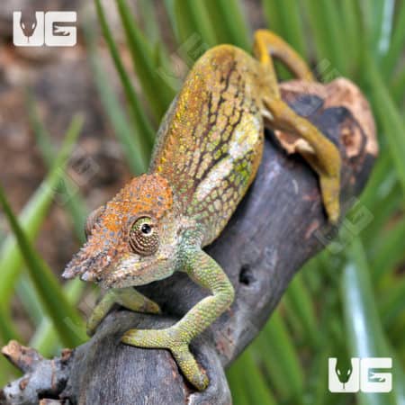 Dwarf Fischer's Chameleons (Kinyongia boehmei) for sale