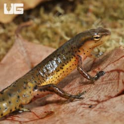 Newts and More For Sale - only at Underground Reptiles