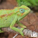 Elliots Chameleons (Trioceros ellioti) For Sale - Underground Reptiles