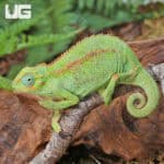 Elliots Chameleons (Trioceros ellioti) For Sale - Underground Reptiles