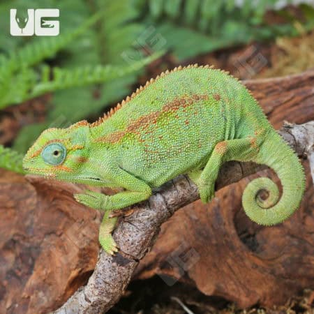 Elliots Chameleons (Trioceros ellioti) For Sale - Underground Reptiles