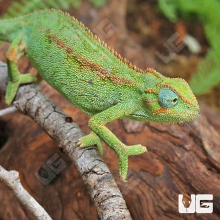 Elliots Chameleons (Trioceros ellioti) For Sale - Underground Reptiles