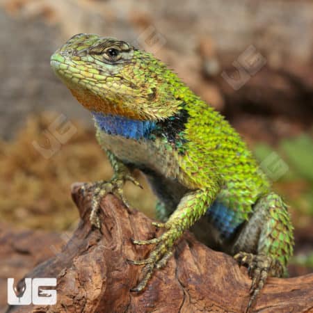 Emerald Swifts (Sceloporus malachiticus) For Sale - Underground Reptiles