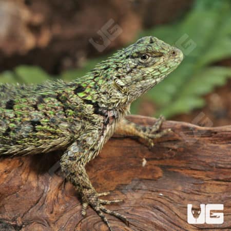 Emerald Swifts (Sceloporus malachiticus) For Sale - Underground Reptiles
