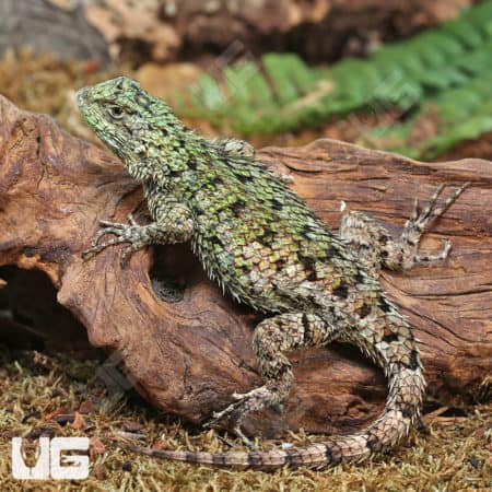 Emerald Swifts (Sceloporus malachiticus) For Sale - Underground Reptiles