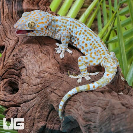 Tokay Geckos (Gekko gecko) for sale