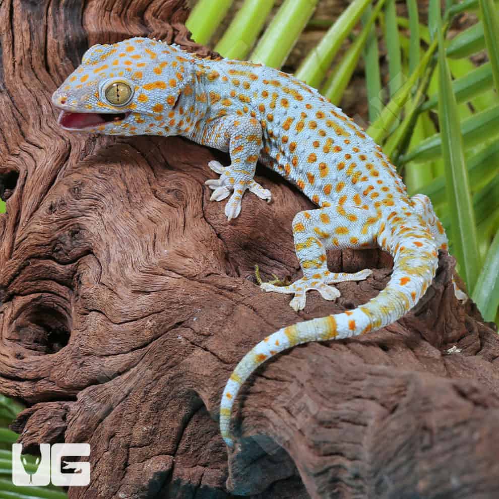 Tokay Geckos For Sale - Underground Reptiles