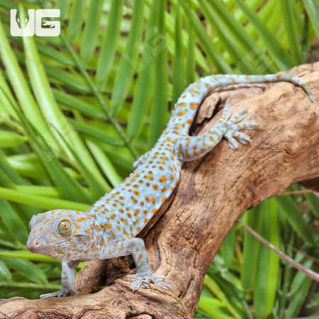 Tokay Geckos (Gekko gecko) for sale