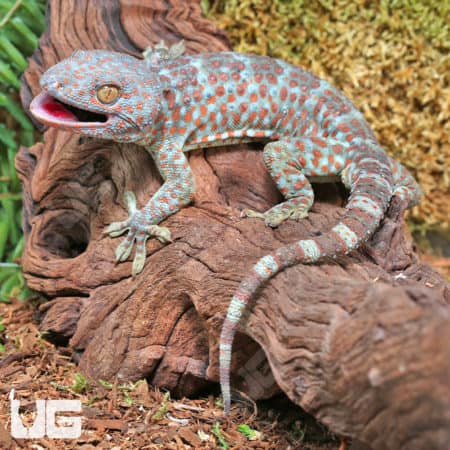 Tokay Geckos (Gekko gecko) for sale