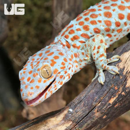 Tokay Geckos (Gekko gecko) for sale