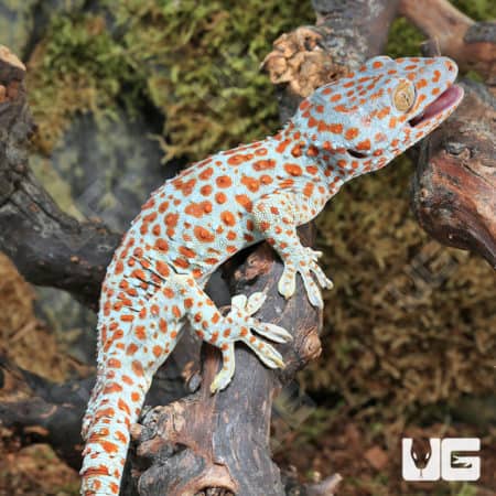 Tokay Geckos (Gekko gecko) for sale