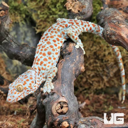 Tokay Geckos (Gekko gecko) for sale