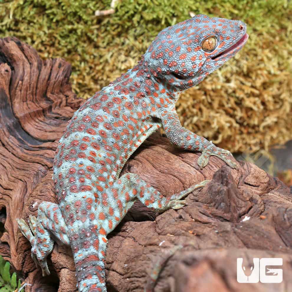 Tokay Geckos For Sale - Underground Reptiles