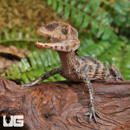 Hatchling Dwarf Caimans (Paleosuchus palpebrosus) for sale