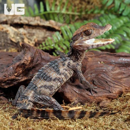 Hatchling Dwarf Caimans (Paleosuchus palpebrosus) for sale