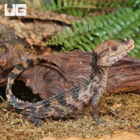 Hatchling Dwarf Caimans (Paleosuchus palpebrosus) for sale