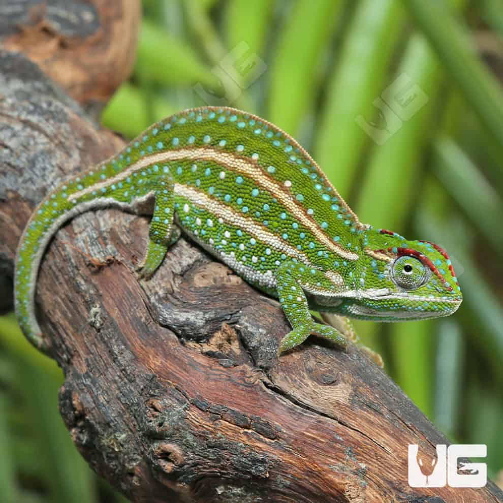 Lizards For Sale Underground Reptiles