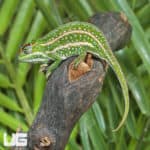Jeweled Chameleons (Furcifer campani) For Sale - Underground Reptiles