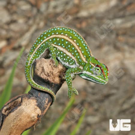 Jeweled Chameleons (Furcifer campani) For Sale - Underground Reptiles
