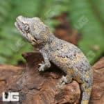 Juvenile Reticulated Gargoyle Geckos (Rhacodactylus auriculatus) for sale