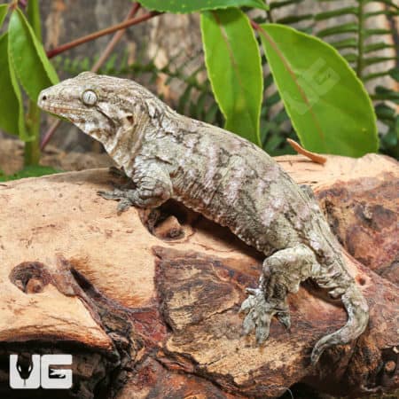 Sub-Adult Leachianus Geckos (Rhacodactylus leachianus) For Sale - Underground Reptiles