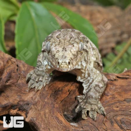 Sub-Adult Leachianus Geckos (Rhacodactylus leachianus) For Sale - Underground Reptiles