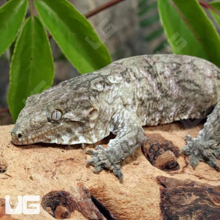Sub-Adult Leachianus Geckos (Rhacodactylus leachianus) For Sale - Underground Reptiles