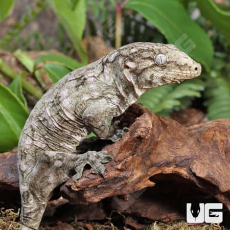 Sub-Adult Leachianus Geckos (Rhacodactylus leachianus) For Sale - Underground Reptiles