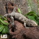 Sub-Adult Leachianus Geckos (Rhacodactylus leachianus) For Sale - Underground Reptiles