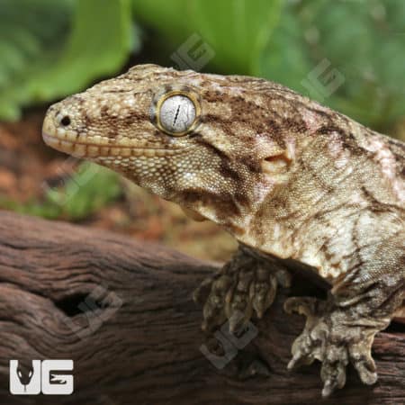 Sub-Adult Leachianus Geckos (Rhacodactylus leachianus) For Sale - Underground Reptiles
