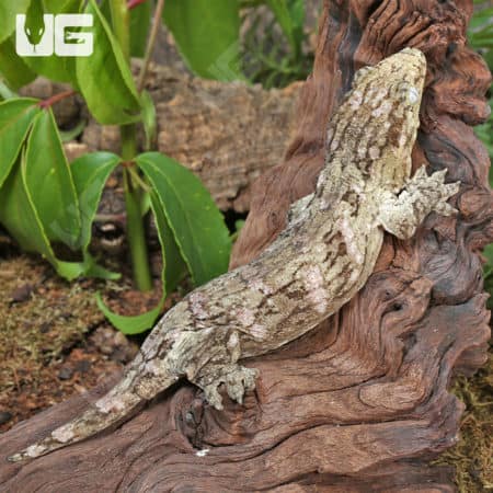Sub-Adult Leachianus Geckos (Rhacodactylus leachianus) For Sale - Underground Reptiles
